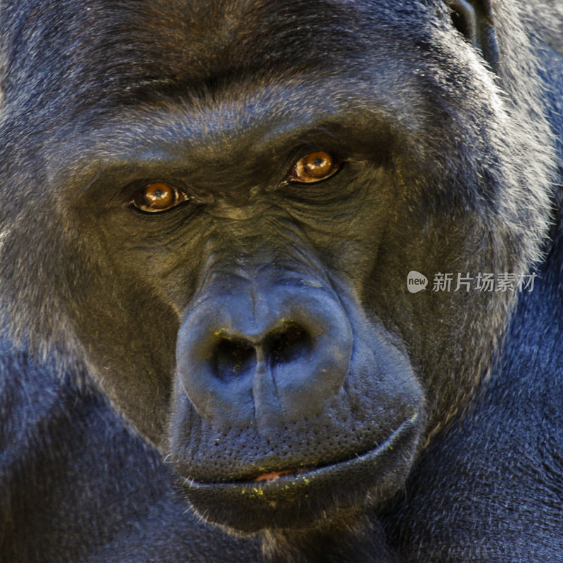 Adult male Lowland Gorilla stares intently into camera